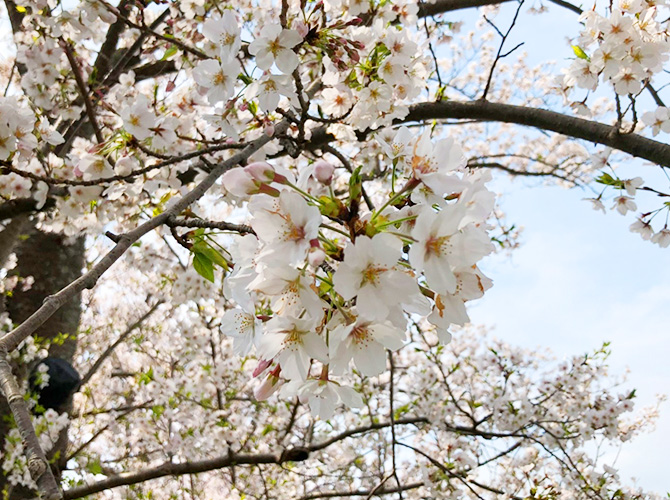 桜画像