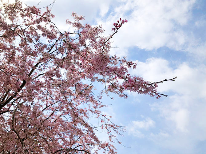 枝垂れ桜