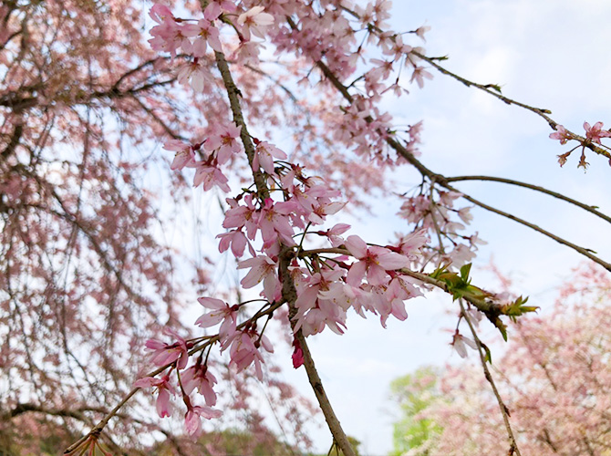 枝垂れ桜