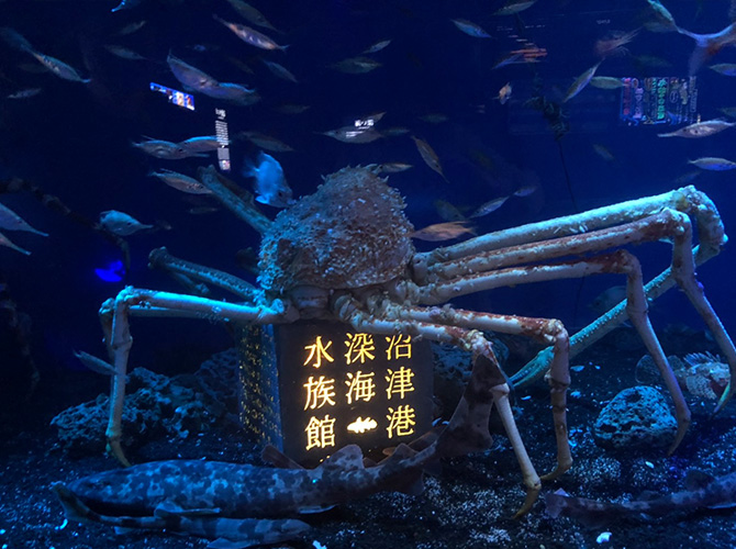 沼津深海水族館