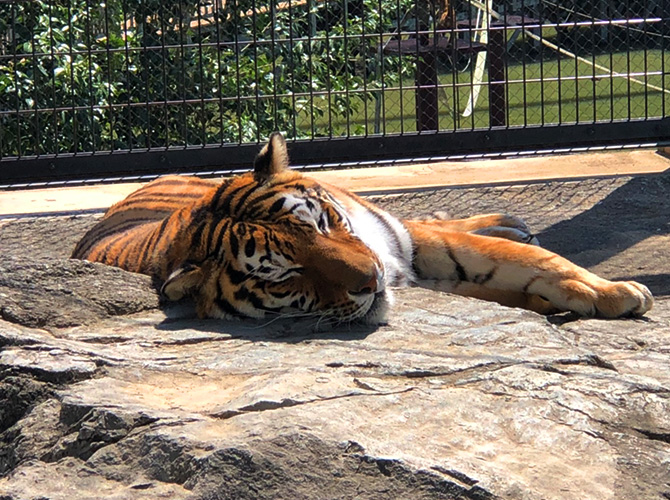 日本平動物園　トラ