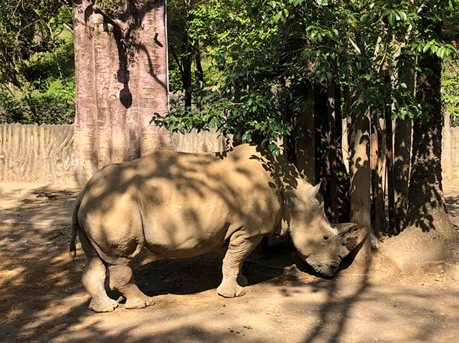 日本平動物園　サイ