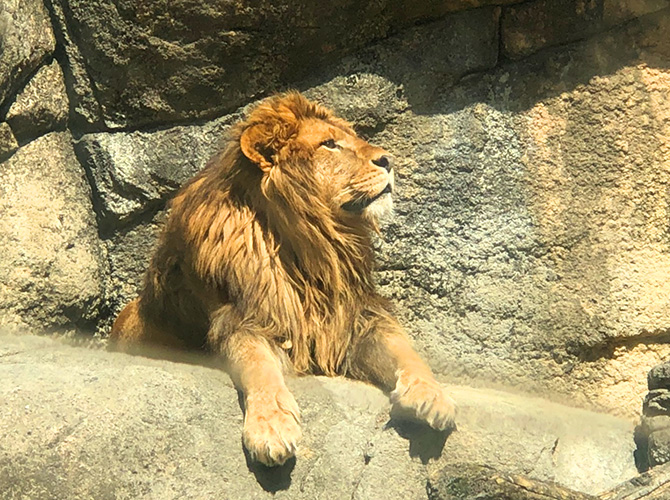 日本平動物園　ライオン