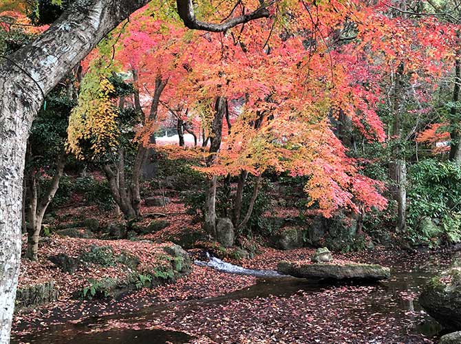 岐阜紅葉